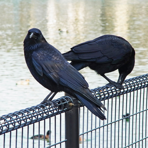 kinkurohajiro:30 dec. 2014(火) Carrion Crow couple at the dam @ Ebisu-gawa dam, Kyoto.