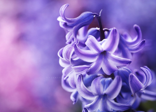 rosemarydanielis:Spring is brought to life again with one distinct perfume… Hyacinth (rights 