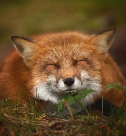beautiful-wildlife: Sleepy by villepaakkonen 
