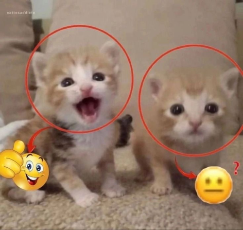 I Saw One Kittens Meme On Pinterest And Immediately Thought Of These Two. Meme Undercut!!!