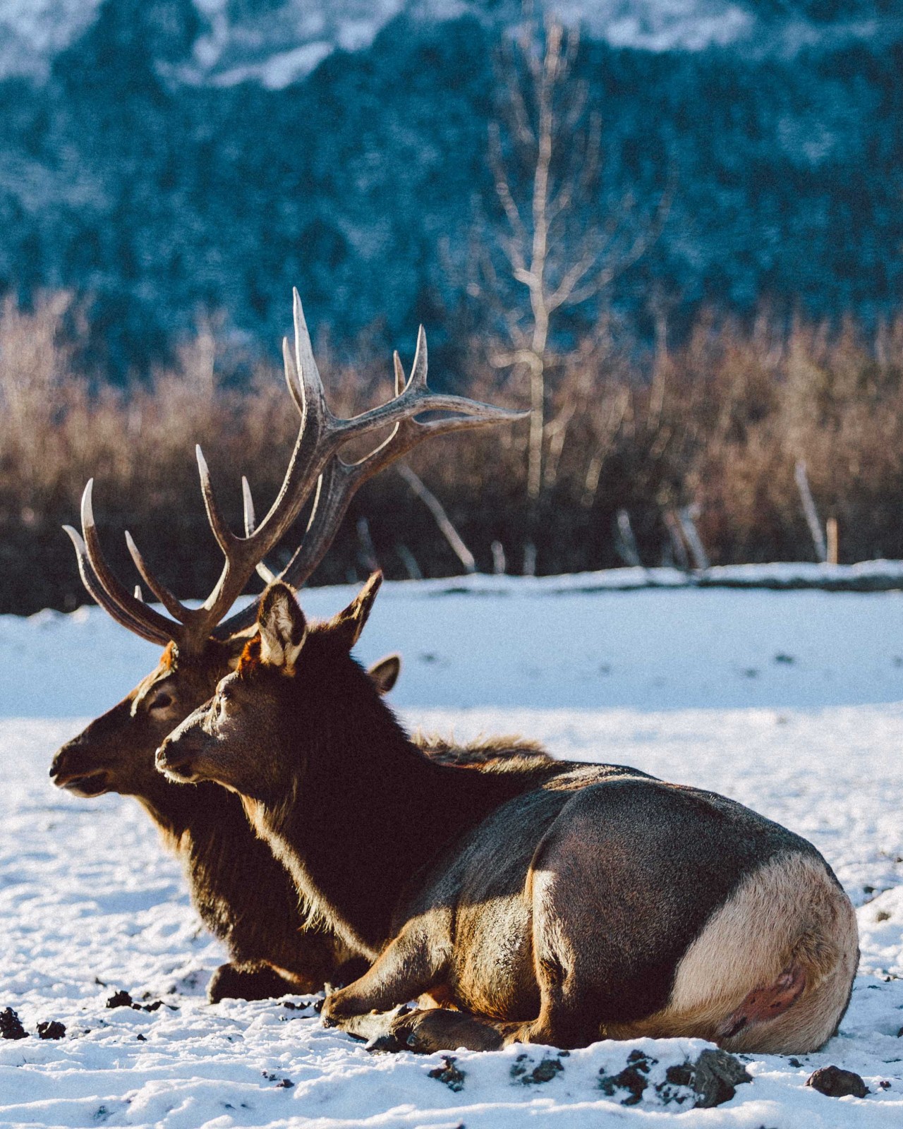 jovellyism:  Chillin’. Alaska Wildlife Conservation Center, Alaska. 