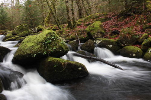 graymanphotography:walks in the woods