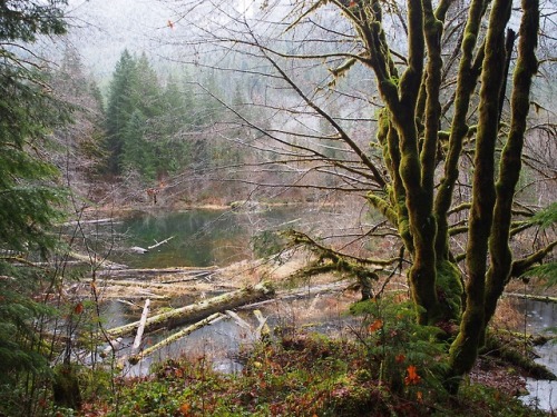 Beaver Pond Trail  by Meagan