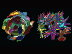 bpod-mrc:  Love Me Tendon    Tendons are the strong ‘cables’ which bind muscle to bone; they develop in carefully-engineered stages. These computer simulations show cross-sections through mouse tendons before and after birth – there has been a remarkable