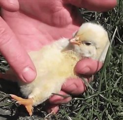 awwww-cute:  Putting a chick to sleep with belly rubs (Source: http://ift.tt/2v14IkB)