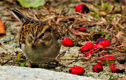 birbmania: Chipping sparrow … Trap Pond State Park, Laurel, Delaware … 11/6/21hoarding all the dogwo