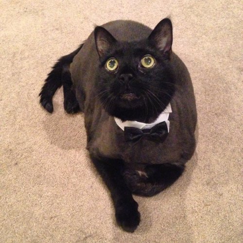 catsbeaversandducks:PLEASE keep your black cats safe this Friday the 13thUnfortunately, whenever a F