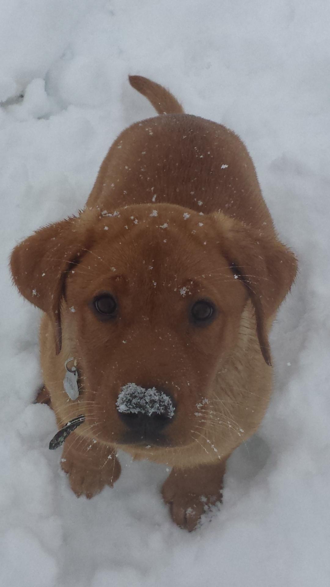 awwww-cute:  This little girl’s first time in snow, I think she likes it