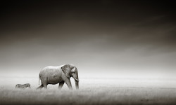 earthlynation:  (via 500px / Elephant with zebra by Johan Swanepoel)