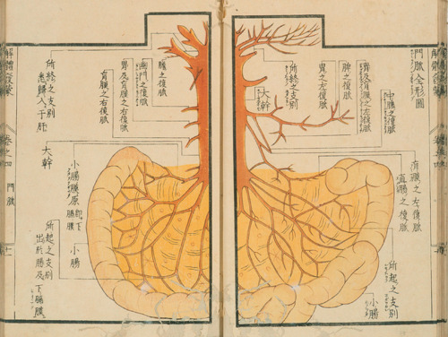 magictransistor:Mitsutane. Kaitai Hatsumou, Hand-Coloured Anatomical Woodcuts. 1813. Ci sono persino