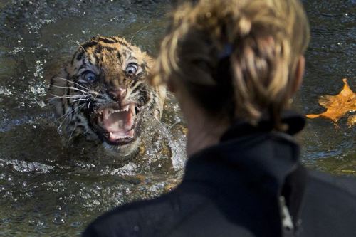 The best photos of 2013: A three-month-old Sumatran tiger cub reacts after being dunked in the tiger