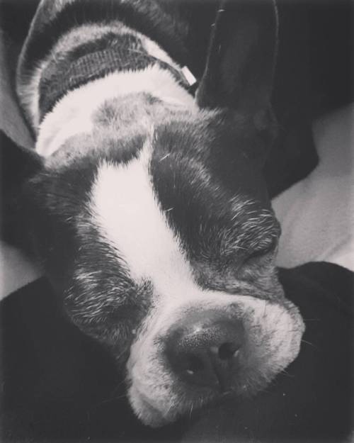 Black &amp; White #bostonterrier #dogsofig #dogs #bostagram #bostonbulldog #tuxedodog #puppy #pe
