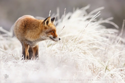 earthlynation:  Red Fox, White World. Photo