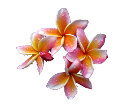 transparent-flowers:  Plumeria rubra. *RARE*
