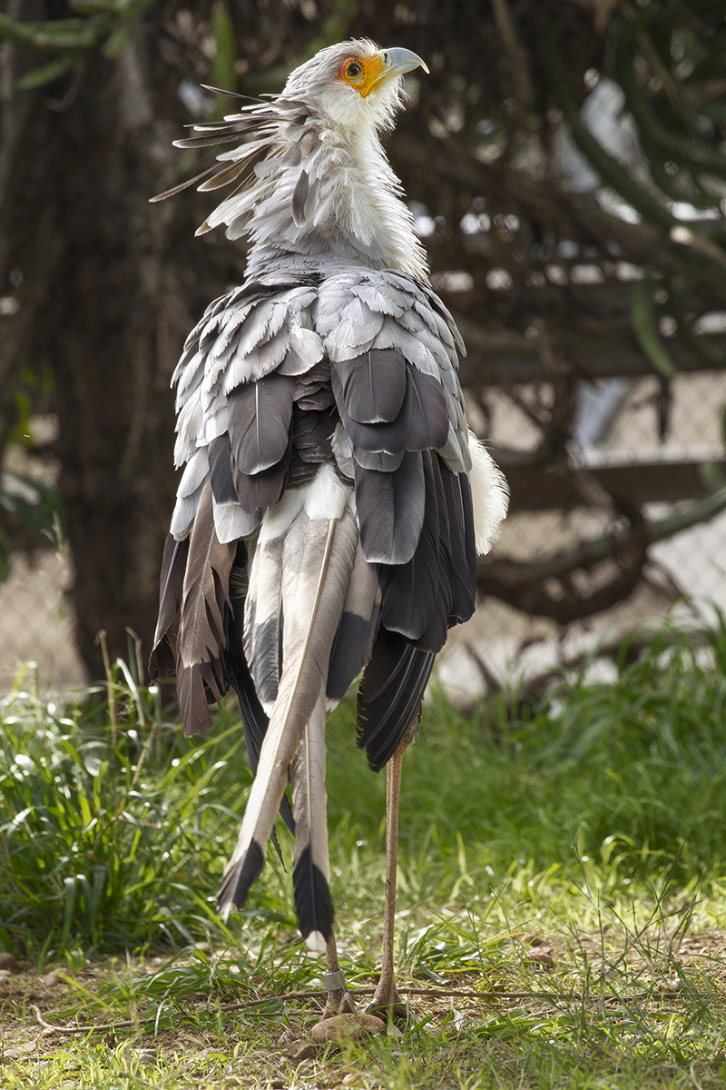 sdzsafaripark:  Do you know how the world’s tallest raptor, the secretary bird,