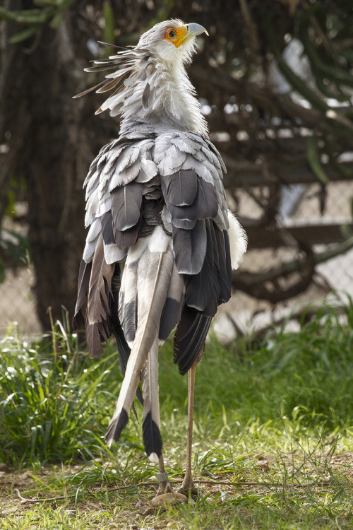 sdzsafaripark:Do you know how the world’s tallest raptor, the secretary bird, got its name? Fi