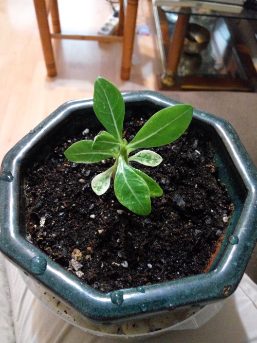 07/Jun/2016I bought a campanula and a chrysanthemum on my way home, they had some beautiful flowers,