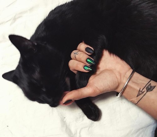 Black Cat Appreciation Post