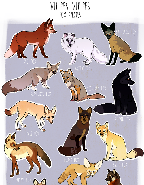 stagkingswife: sophiesartstuff: Fox Species! YEAAH DRAW AAAALL THE FOXES! (Cat Breeds Version) Wooo 