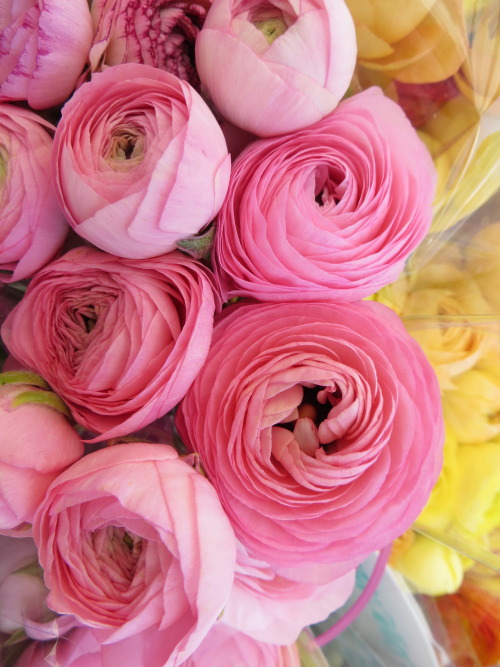 Pink Ranunculus