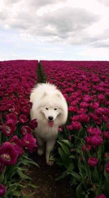 dawwwwfactory:  Spring Doggo Click here for