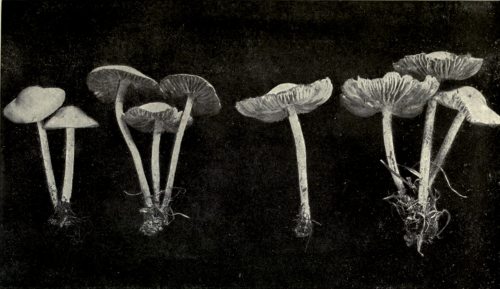 nemfrog:nemfrog:“The fairy-ring mushroom.” Edible. National Geographic. v.37. 