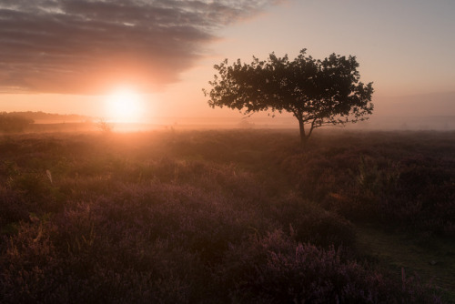 te5seract: Burning Tree, Morning Roydon &amp; Golden Syrup by Martin Tosh