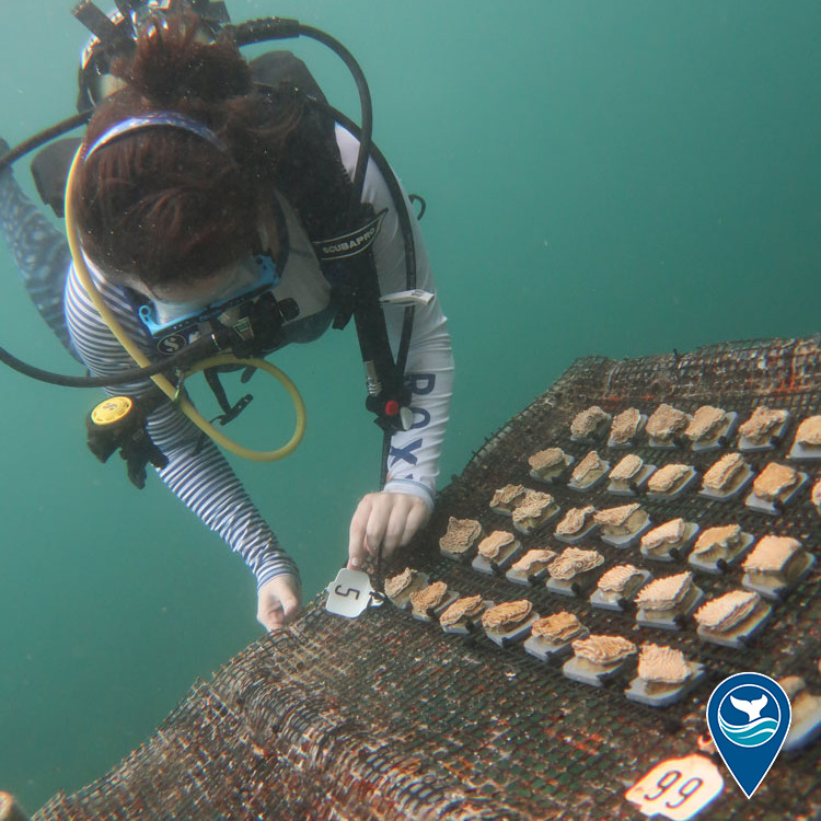 Diver analyzing samples underwater.