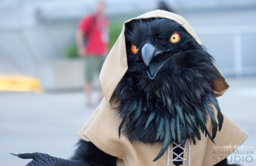 rah-bop: Some photos of my kenku costume at Anthrocon 2016, taken by @adammillerstudio! Oh boy did I ever have a lot of fun! The other raven in these photos is @qawstume and the snowy owl we are mobbing is @crystumes, who made both of the blanks that