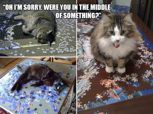 ralph-is-fiennes:  sadanduseless:    Hilarious Struggles Only Cat Owners Will Understand  garethmallorys @voldieshorcrux 