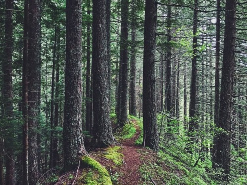 justapplyyourself:Green Canyon Way Trail. Salmon-Huckleberry Wilderness, Oregon.