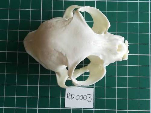 FOR SALE: Persian c.at skull. This was an old c.at, and almost all its teeth have fallen out during 