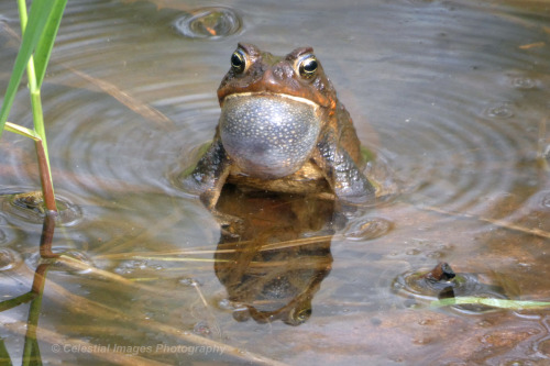 celestialmacros:Ribbit!  (Well, they’re toads, so the sound was actually more of a low rumbling hum.