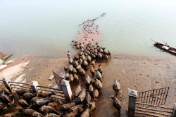 fotojournalismus:A man watches buffalos cross a river as they head to another grazing area, in Nanchong, Sichuan, China on August 10, 2016. (Reuters)