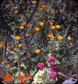 twoseparatecoursesmeet:  Flower Garden, 1960s