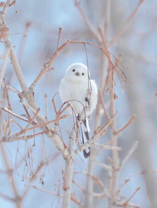 mymodernmet:  7 Incredibly Adorable Animals Unique to Hokkaidō, Japan