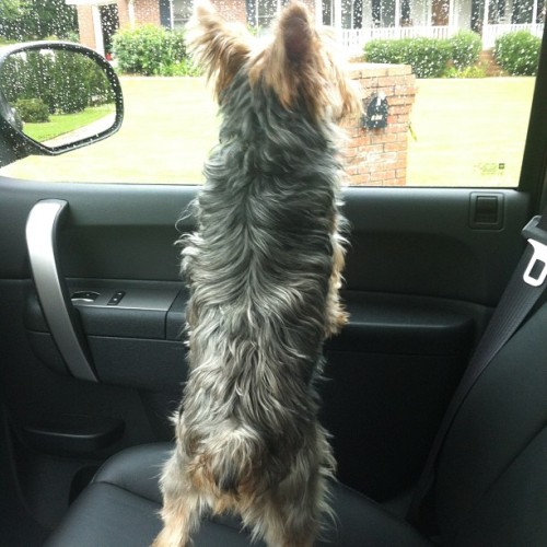 #co-pilot Clear On The Right Dude