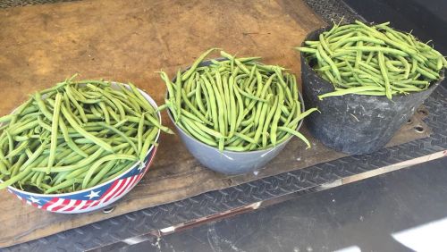 First row of green beans is picked. Who wants to help crack them? #foodsecurity #beans #gardening #f