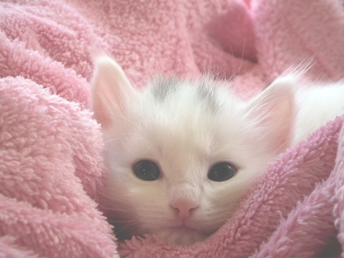 nekomaid:  [kitty cat x]