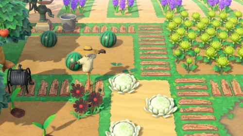 FroggyCove’s new farm part 3: watermelons, cabbages and some flowers for local consumption