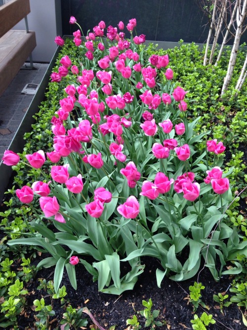 ​4.24.16 - Manhattan has a lot of tulips&hellip;&hellip;