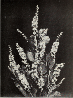 nemfrog: Sweet pepperbush. Nature’s garden. 1927