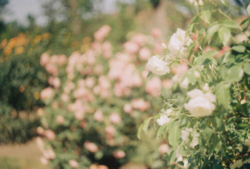 florealegiardini:Garden in Schönbrunn Palace, Vienna, Austria ~ Sarah Longworth