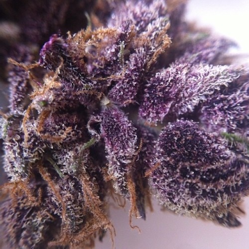 weedporndaily:  @kingsofkushco http://ift.tt/RhOjo9