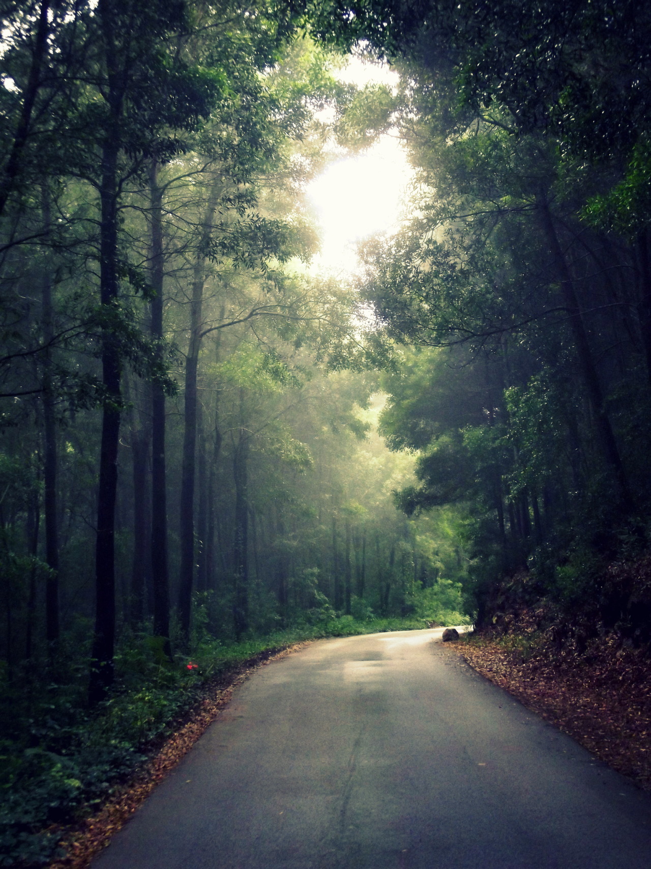 I live down a lane like this :)