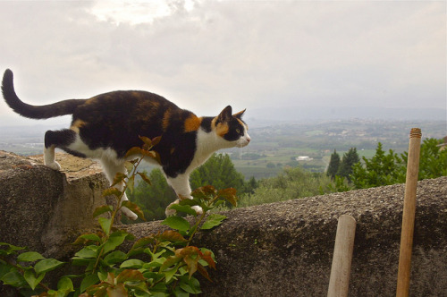 Mimi in the Vegetable Garden.  Palaia, Tuscany(via libero pardini)