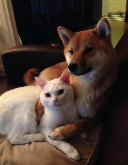 memewhore:  pleatedjeans:  18 Animals Way More in Love Than You’ll Ever Be  Well that caption was just hurtful and unnecessary *cries* 