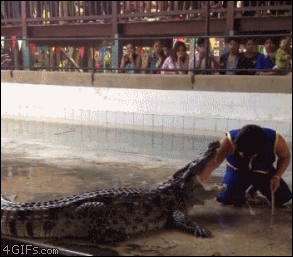 Crocodile was luckily unphased