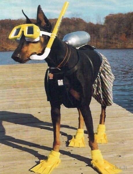 iwanttobeafirefly:  Doberman Diver  porn pictures