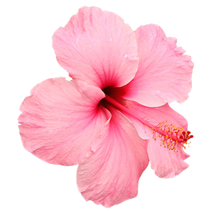 transparento: transparent hibiscus –– requested by anon looks better when you click and 